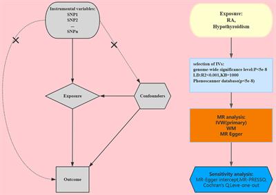 Rheumatoid arthritis and hypothyroidism: a bidirectional Mendelian randomization study